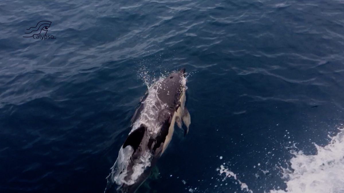 Calypso – Dag #121 – 124 – Lagos – Sines – Cascais – weergaatje